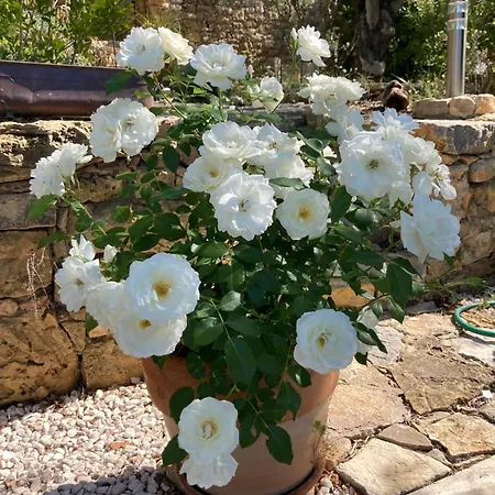 Maset Des Amandiers * Cotignac